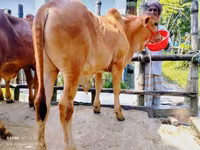 Toro, Ganado vacuno — foto 3