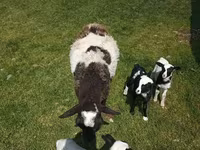 Widder, Katum sheep — Foto 5