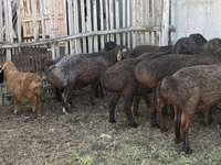 公羊, Hissar sheep — 照片 6