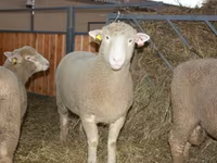 मेढ़ा, Dorset horn sheep — फ़ोटो 1