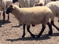 Қошқар, Hampshire sheep — 3-сурет