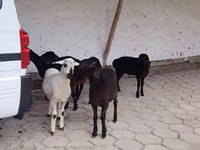 母羊, Sheep — 照片 2