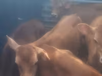 Toro, Ganado vacuno — foto 2