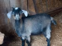 Goat, Goats — photo 1