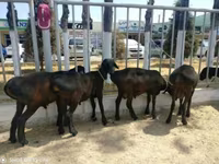 Carnero, Ovejas — foto 1