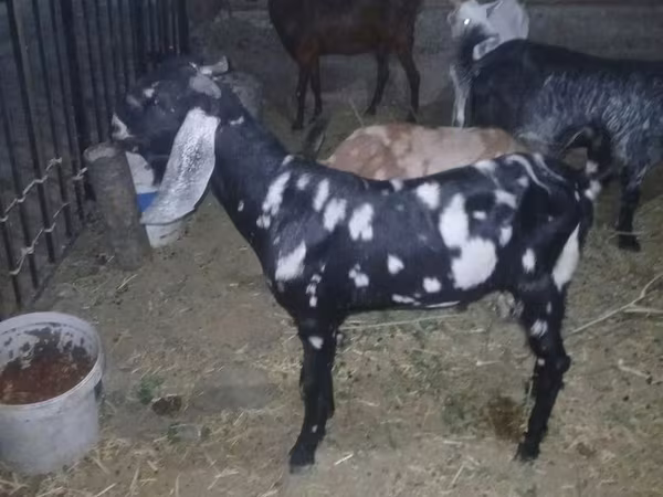 बकरा, Beetal goats