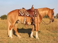 Hengst, Gypsy horse — Foto 5