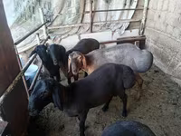 Қошқар, Rhon sheep — 1-сурет