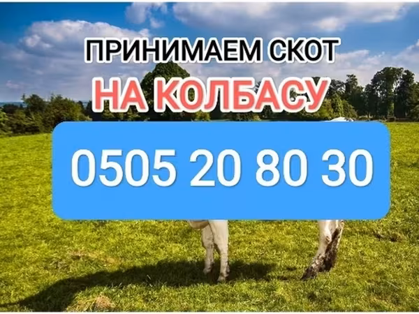 Бұқа, Ірі қара — Қырғызстан
