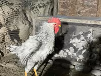 Chickens — photo 4