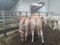 Vaca, Blonde d’Aquitane cattle — foto 1