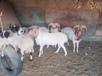 Ram, Sheep — photo 5