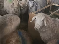 Қой, Tian-Shan semifinewool sheep — 3-сурет