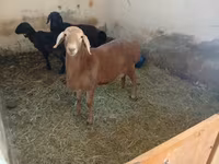 Ram, Arashan sheep — photo 4