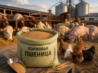 Кормовая пшеница 5 класса | Россия | Опт и розница | Россыпью и в — фото 2