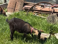 母山羊, Nubian Goat — 照片 4