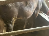 母牛, Cattle — 照片 2