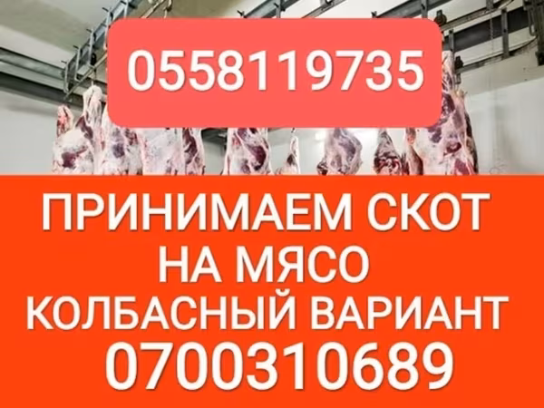 Бұқа, Ірі қара — Қырғызстан