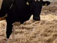Cow, Holstein breed — photo 3
