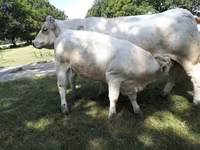 Сиыр, Charolais cattle — 3-сурет