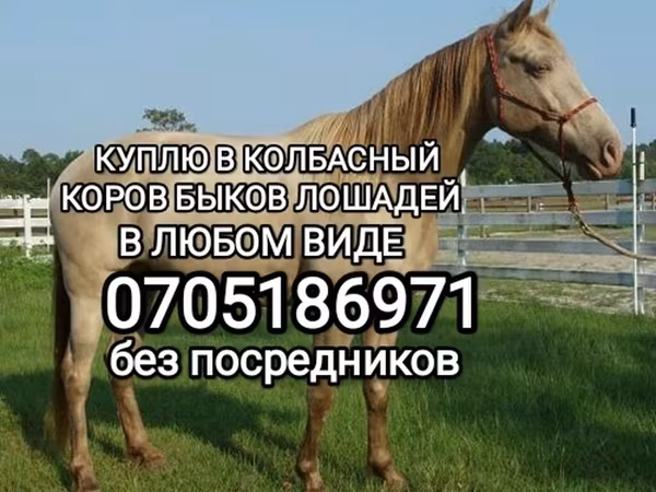 Айғыр, Жылқылар