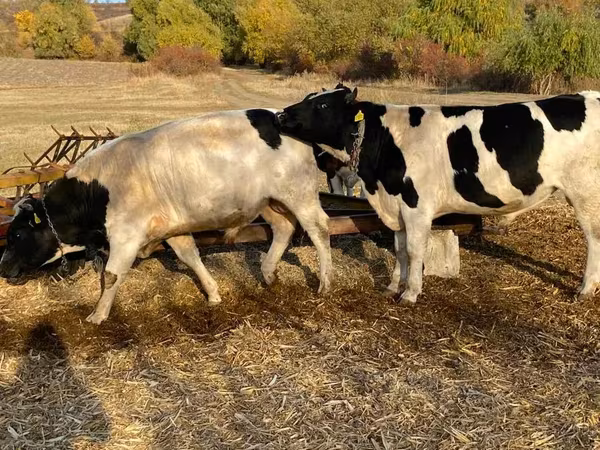 公牛, Holstein breed