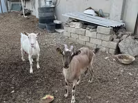 Ешкі, Ешкілер — 1-сурет