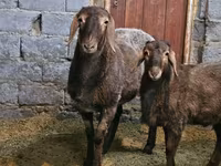 Қой, Arashan sheep — 2-сурет