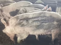 母猪, Pigs — 照片 1