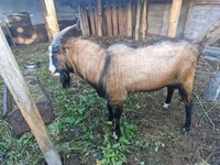 Теке, LaMancha goats — 3-сурет