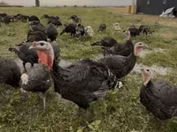 Turkeys — 1-сурет