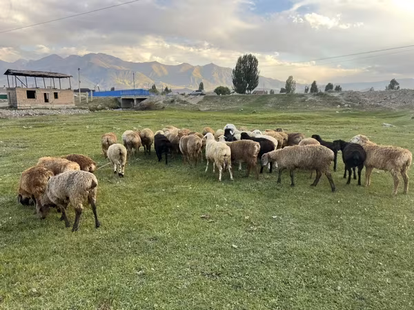 भेड़, Merino sheep — किर्गिज़स्तान