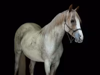 Бие, Quarter Horse — 2-сурет