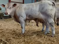 Бұқа, Charolais cattle — 4-сурет