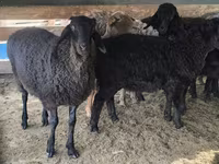 Қошқар, Hissar sheep — 3-сурет