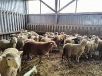 Ram, Sheep — photo 6