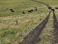 Cow, Holstein breed — photo 3