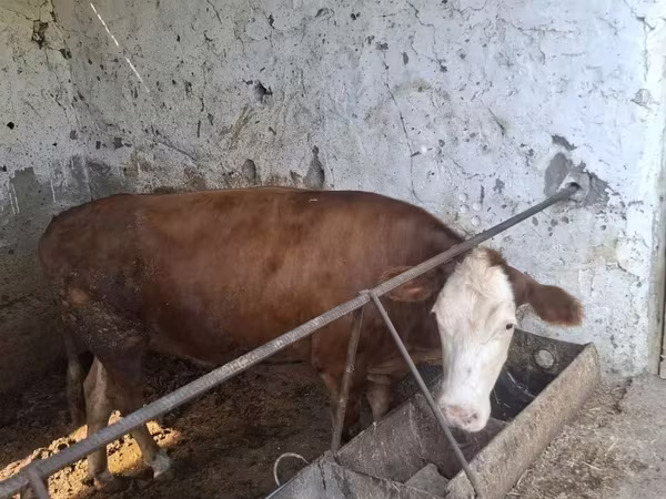 ثور, Simmental cattle — أوزبكستان