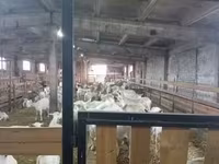 عنزة, Saanen goat — الصورة 6