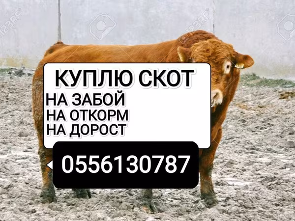 Бұқа, Ірі қара