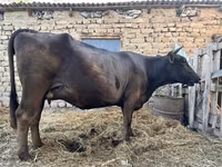 母牛, Swiss cattle — 照片 5