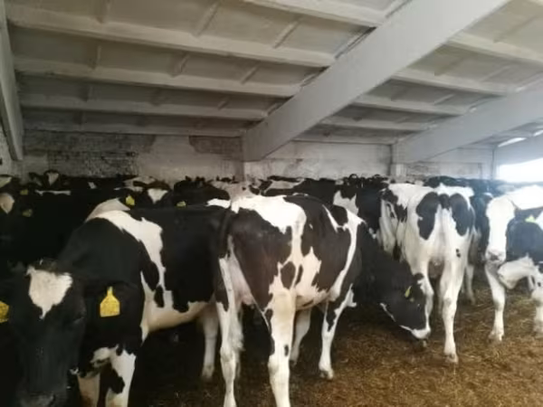 Vaca, Raza Holstein