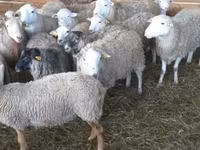 Widder, Katum sheep — Foto 5