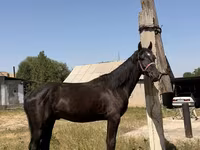 Horse (M), Horses — photo 5
