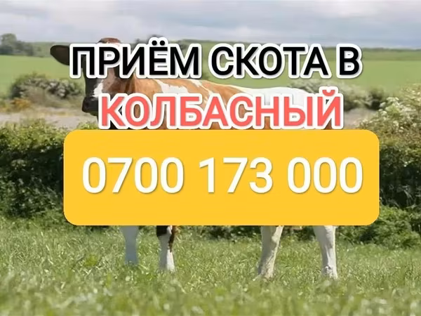 Бұқа, Ірі қара — Қырғызстан
