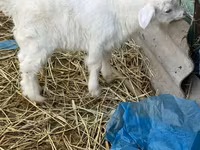公山羊, Saanen goat — 照片 1