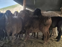 Қошқар, Hissar sheep — 6-сурет