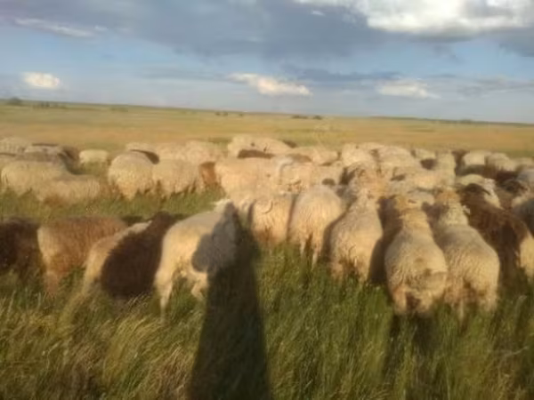 Овца, Бараны — Россия