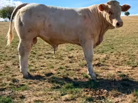 Бұқа, Charolais cattle — 3-сурет