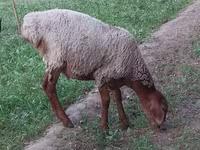 公羊, Sheep — 照片 4